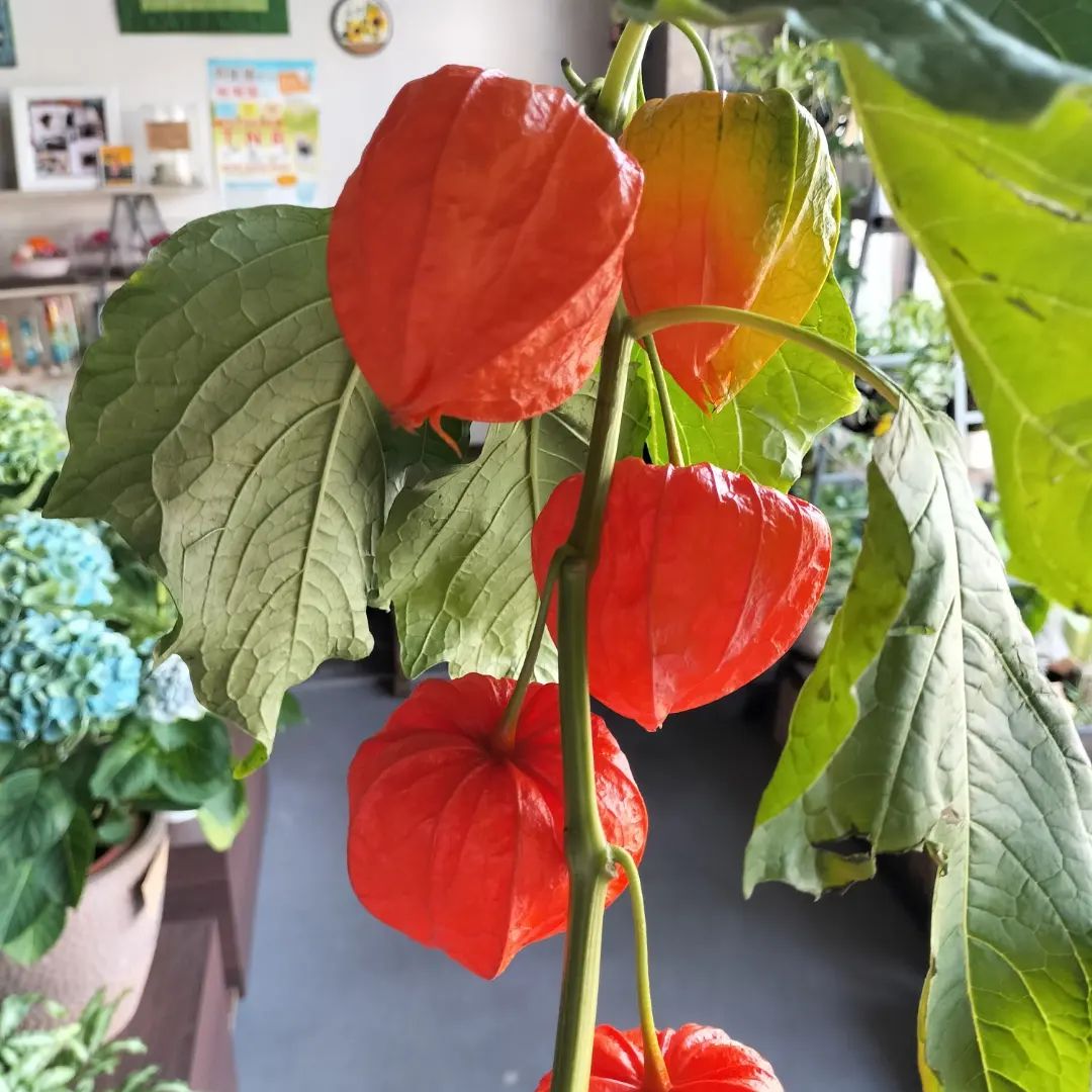 ホオズキの提灯でお迎えしましょう