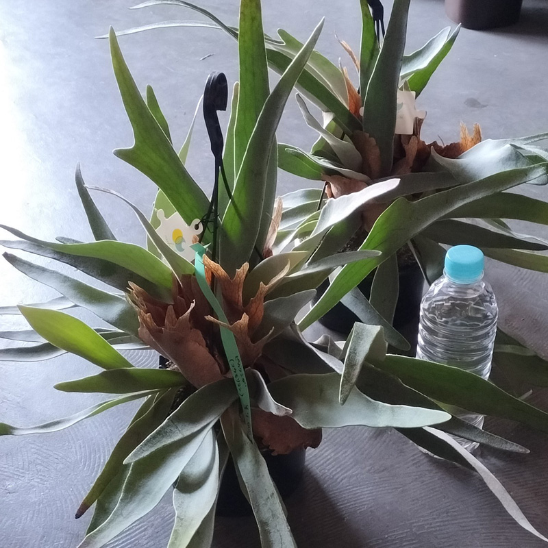 コウモリラン　Common staghorn fern