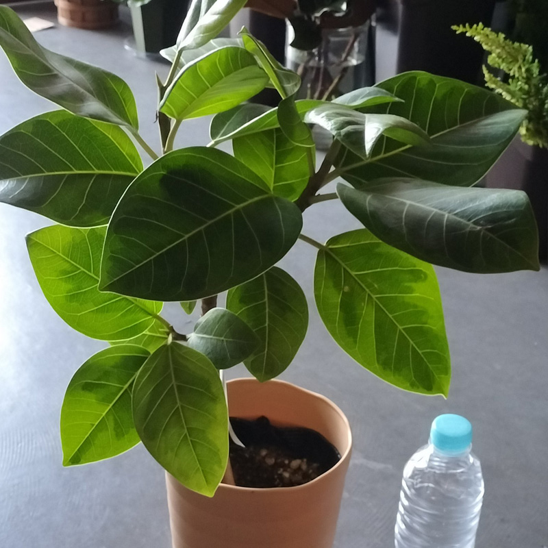 フランスゴム　Ficus rubiginosa